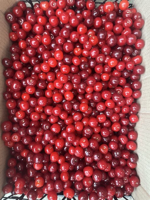 Продам вишні 80 грн/ кг Рованці!