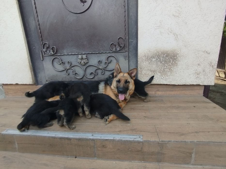 Продам Цуценята німецької вівчарки