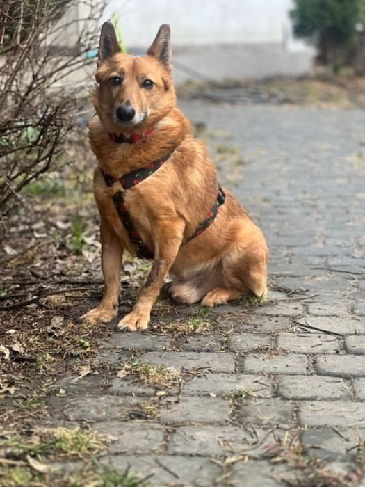 Fenomenalny Cooper do adopcji!