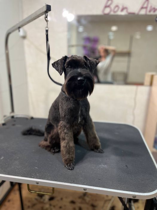 Груминг для животных