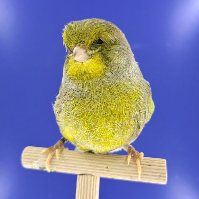 Kanarek, samczyk 14 - sprzedam, Wrocław