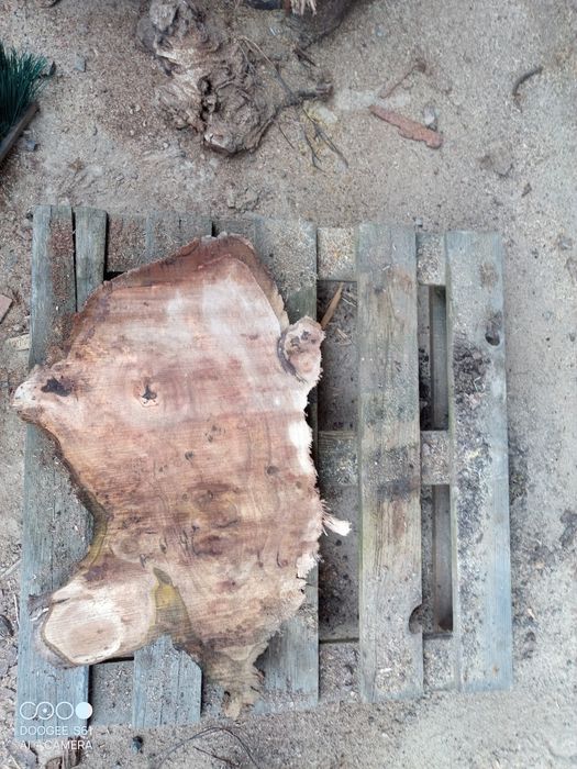Plastry orzech włoski akacja