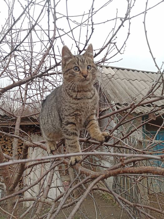 Отдам котят. Котик и кошечка.