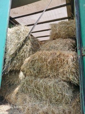 siano  kostki ściółka pokój 2025