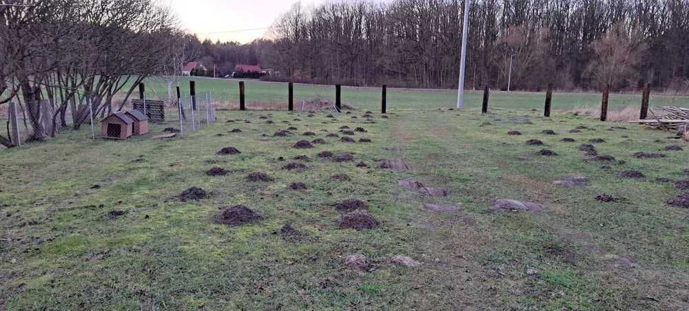 Piękny trawnik bez kretów. Zadzwoń. Skutecznie likwidujemy ten problem