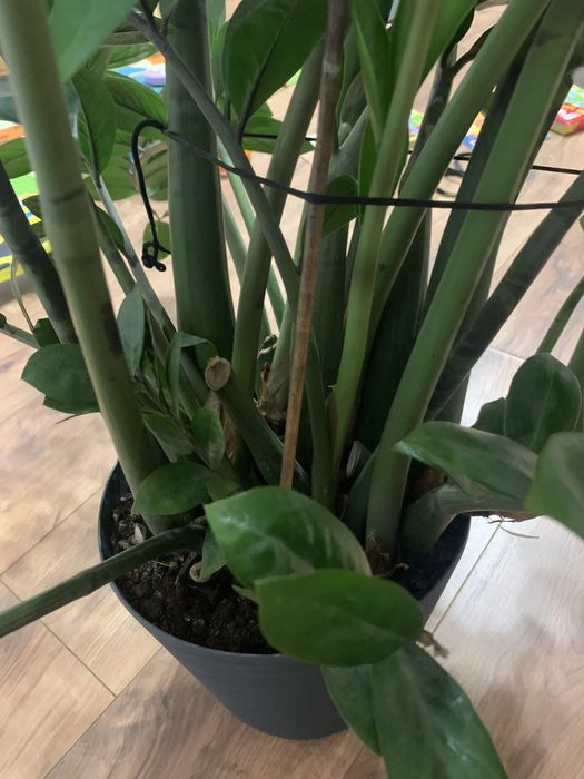 Заміокулькас продам