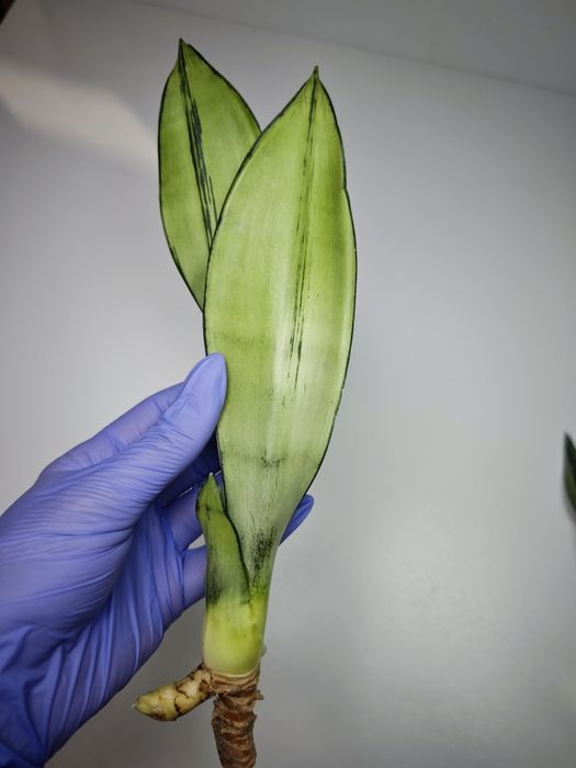 Sansevieria Moonshine mutant