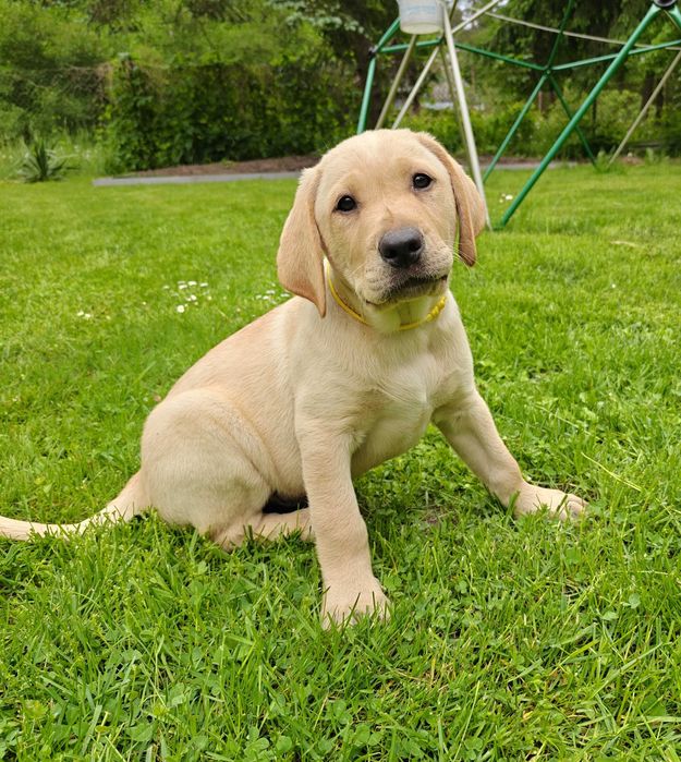 Cudowny piesek labrador - metryka ZKwP. FCI