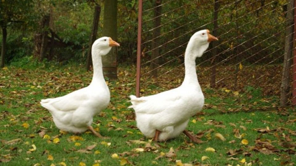 Гуси Холмогори Холмогорські Холмогор