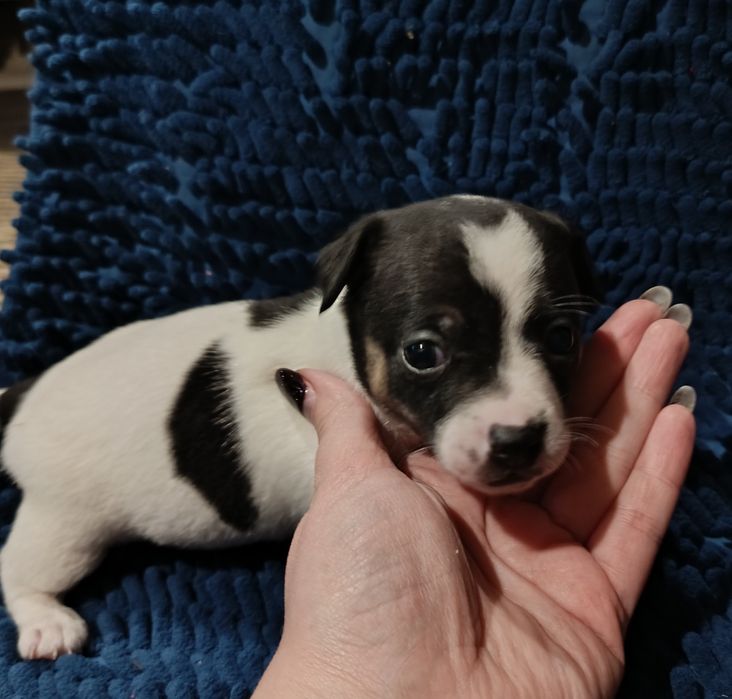 Джек Рассел малюки