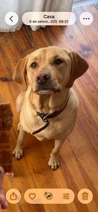 Cão de família, 3 anos, rafeiro mas com uma personalidade incrível. Meigo, bom com crianças apesar de gostar de lhes roubar a comida:)