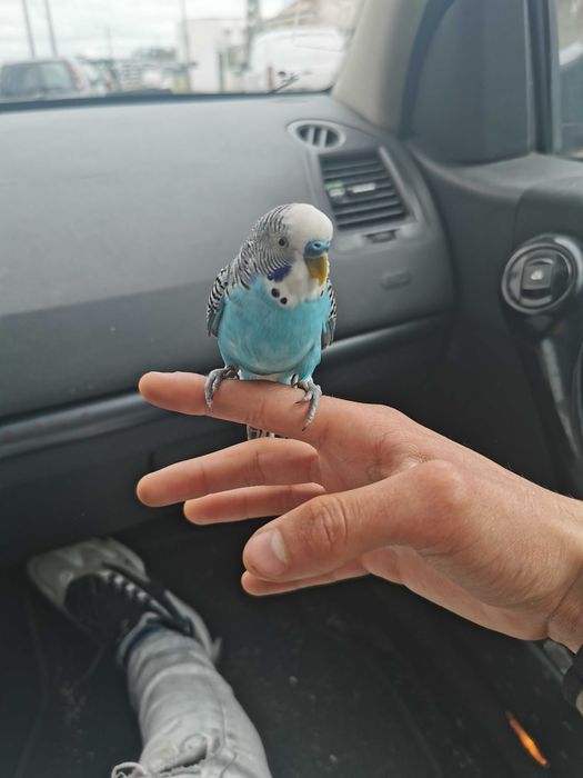 Piriquitos domésticados , KIT completo Gaiola