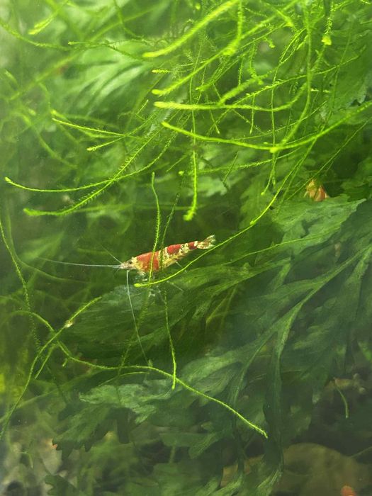 Krewetki red crystal