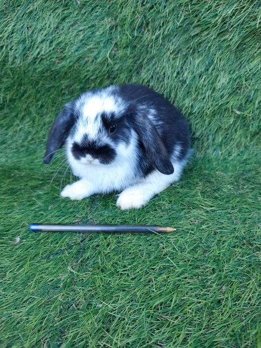 Coelhos anões de várias raça