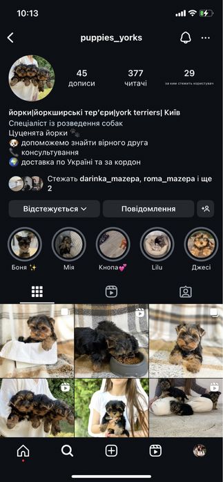 Малюки йоркширських терʼєрів