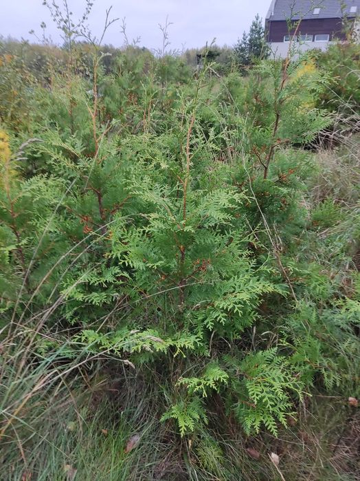 Thuja Brabant 160cm