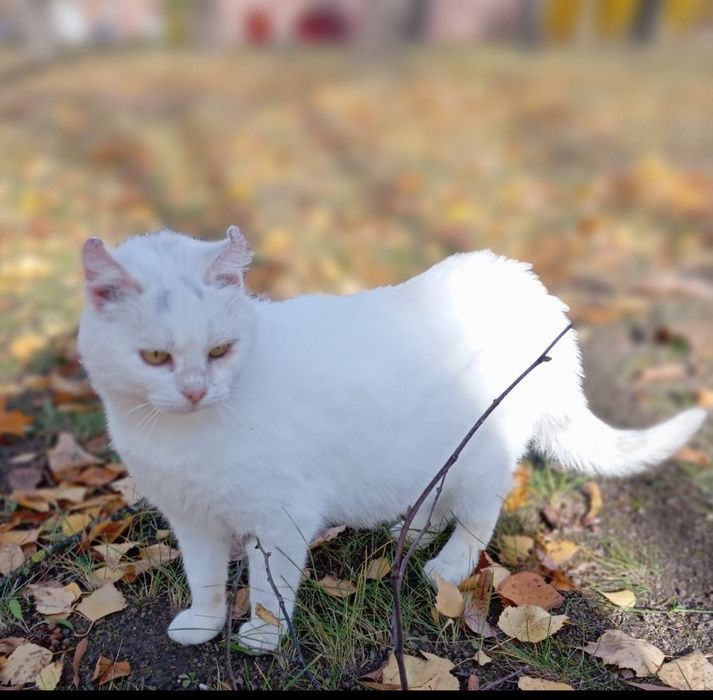 Киця Тип американський керл! 10міс. Стерилізована