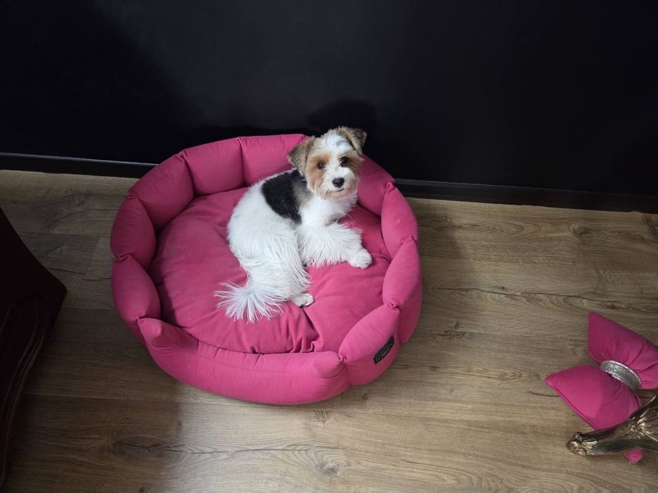 Biewer Yorkshire Terrier suczka 7msc