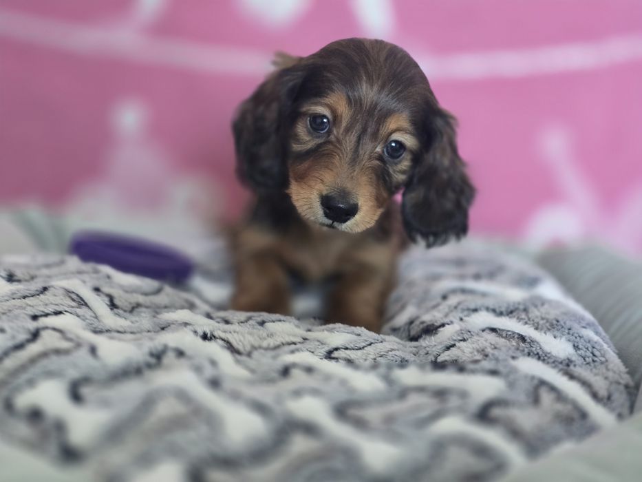 Jamnik miniaturowy długowłosy