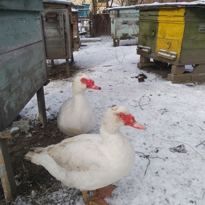 Продам індокачки білі.