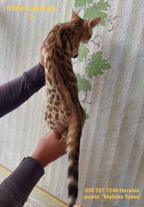 Бенгальський котик з документами клубу
