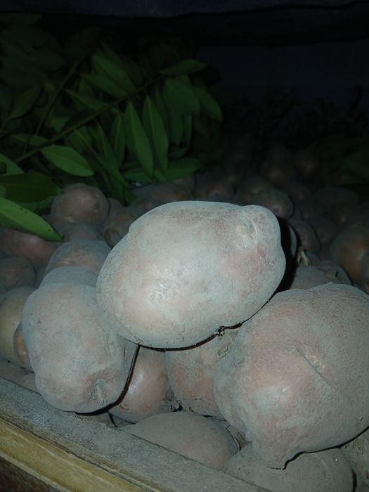 Batatas de qualidade  novas