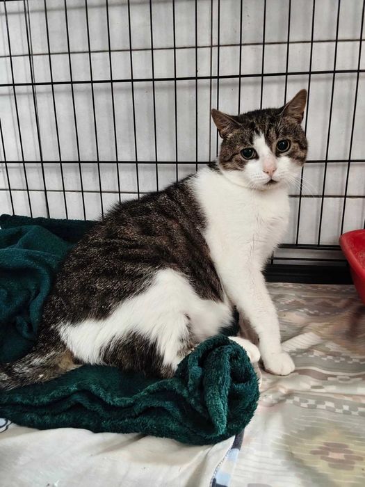 Kot Neo szuka odpowiedzialnego domu