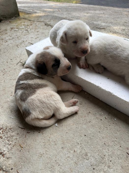bebés da raça Cão de Gado Transmontano