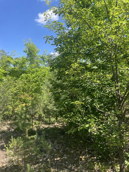 Działka leśno rolna 3.5ha - Widok 6