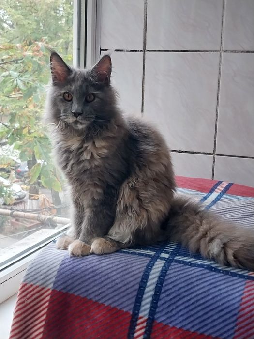 МЕЙН -КУН  котята