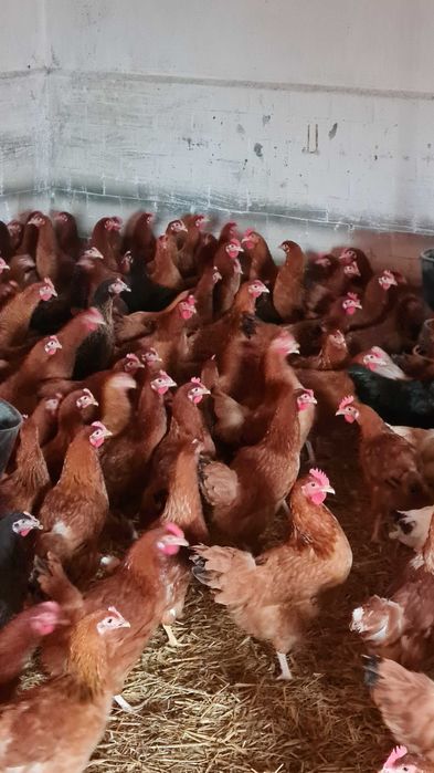 Kury Nioski młode z pierwszym jajkiem.Dowóz Gratis.Kury Zdrowe. DZWOŃ