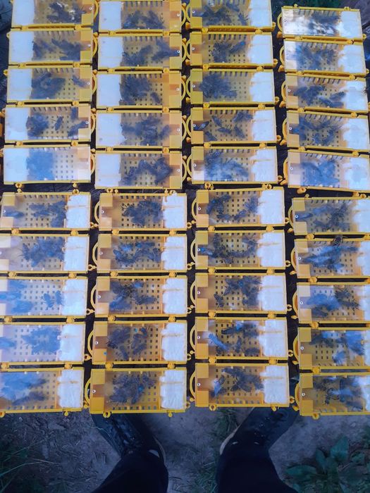 Матки Карніка 2026р.