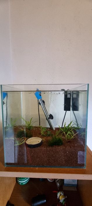 Aquario com camarao (15 aprox)