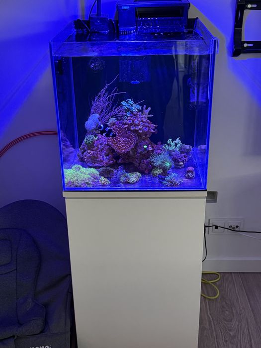 Sprzedam całe Akwarium morskie razem z życiem