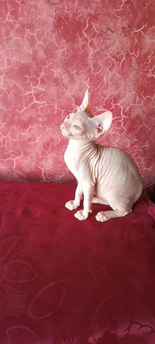 Котенок канадского сфинкса
