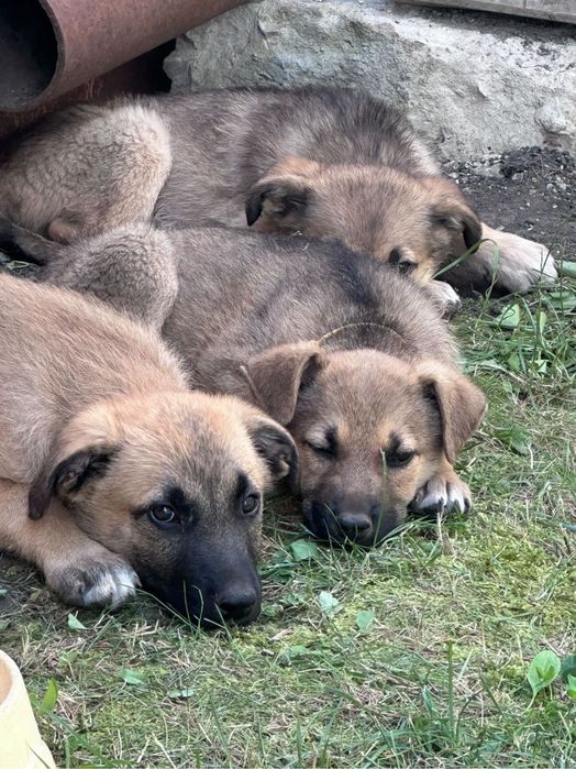 Віддам безкоштовно