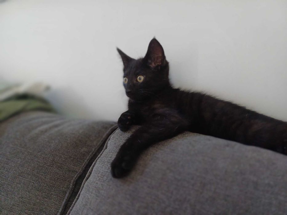 Mały kociak Rodżer