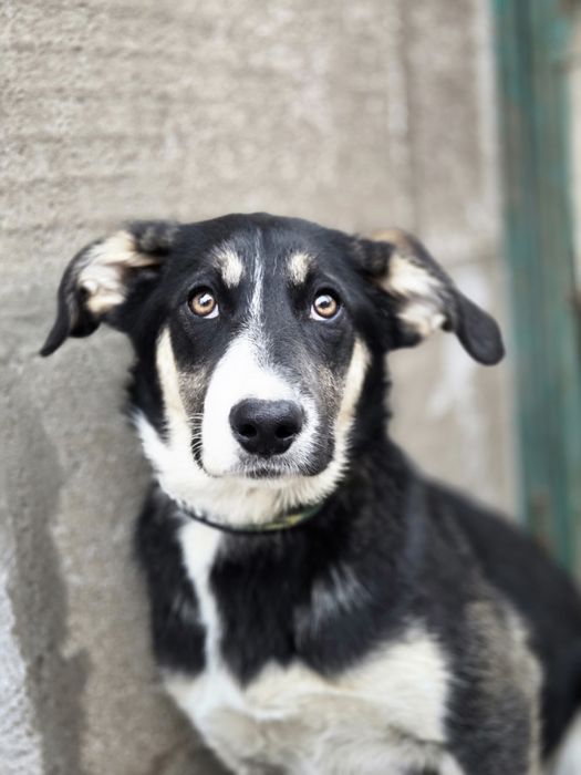 Герда, ніжна красуня, слухняна, найкраща!