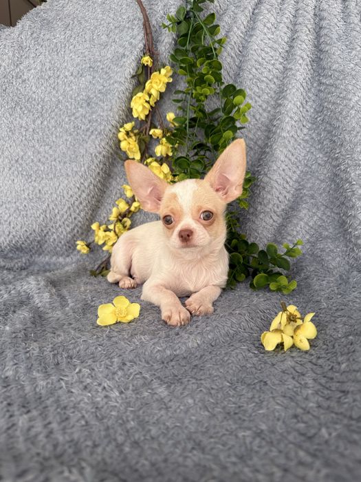 Excecional mini menino Chihuahua/Chiuaua de Qualidade