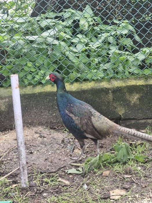 Casal faizões versicolor