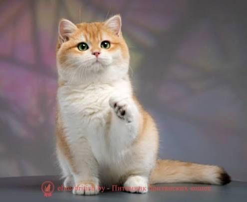 Кот золотая шиншилла вязка