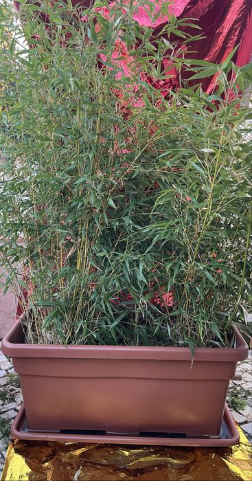 Plantas exterior - diversas