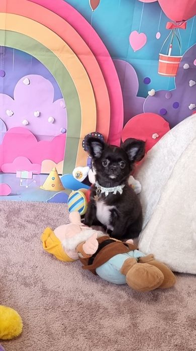 Chihuahua macho preto e branco de pêlo longo cor brilhante