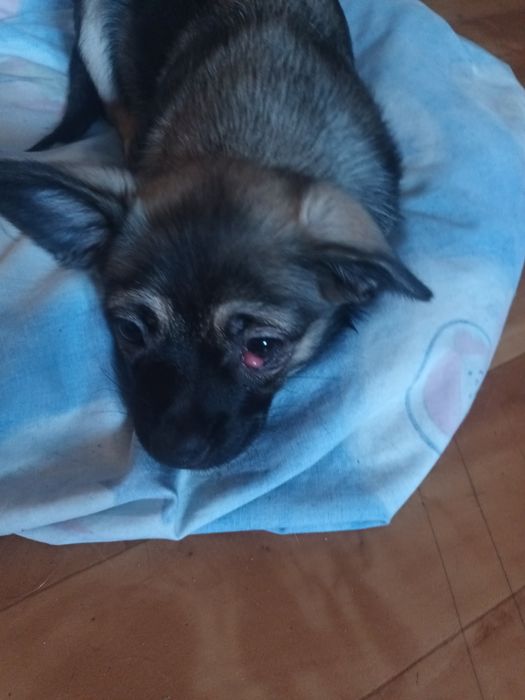 Oddam 3,5.miesieczne szczeniaczki