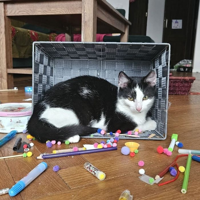 Uroczy Zabawek czeka na dom