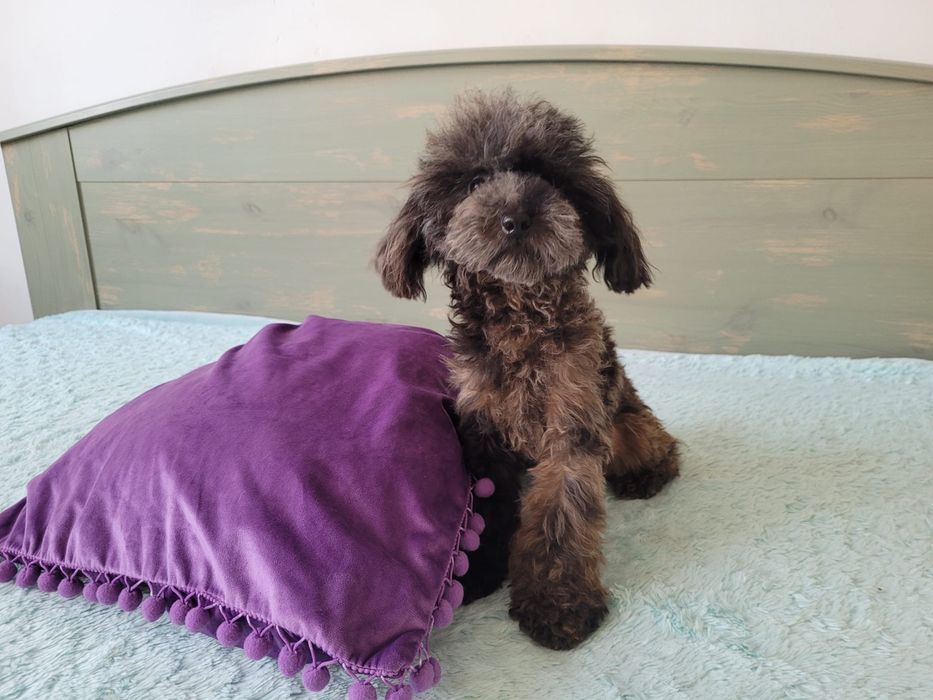 Cavapoo F1 piesek Messi wyjątkowe umaszczenie