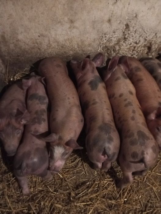 Поросята дюрок+петрен