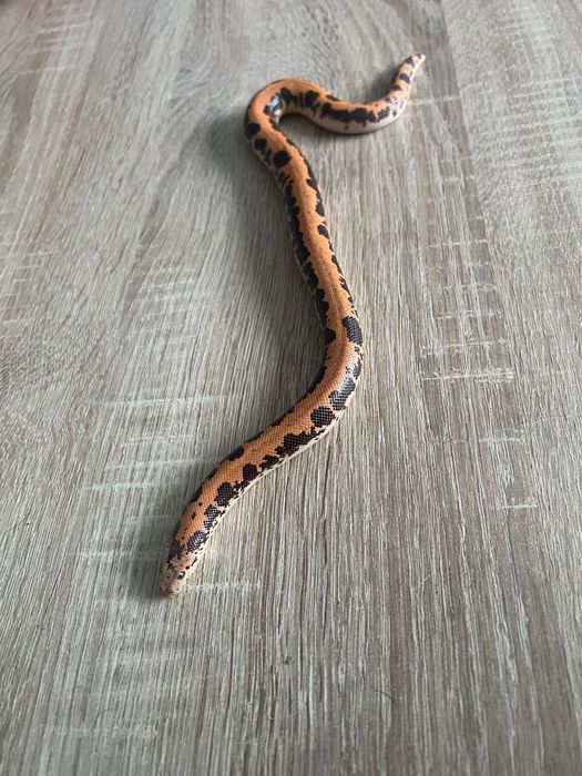 Wąż piaskowy samiec