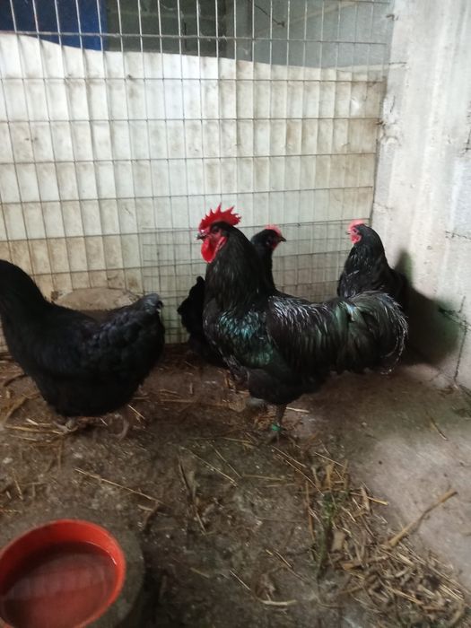 Ovos de cara de palhaço e pintos de várias raças e idades