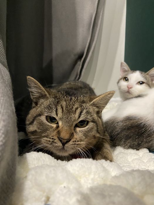 Szukamy domu! Nasturcja i Benio